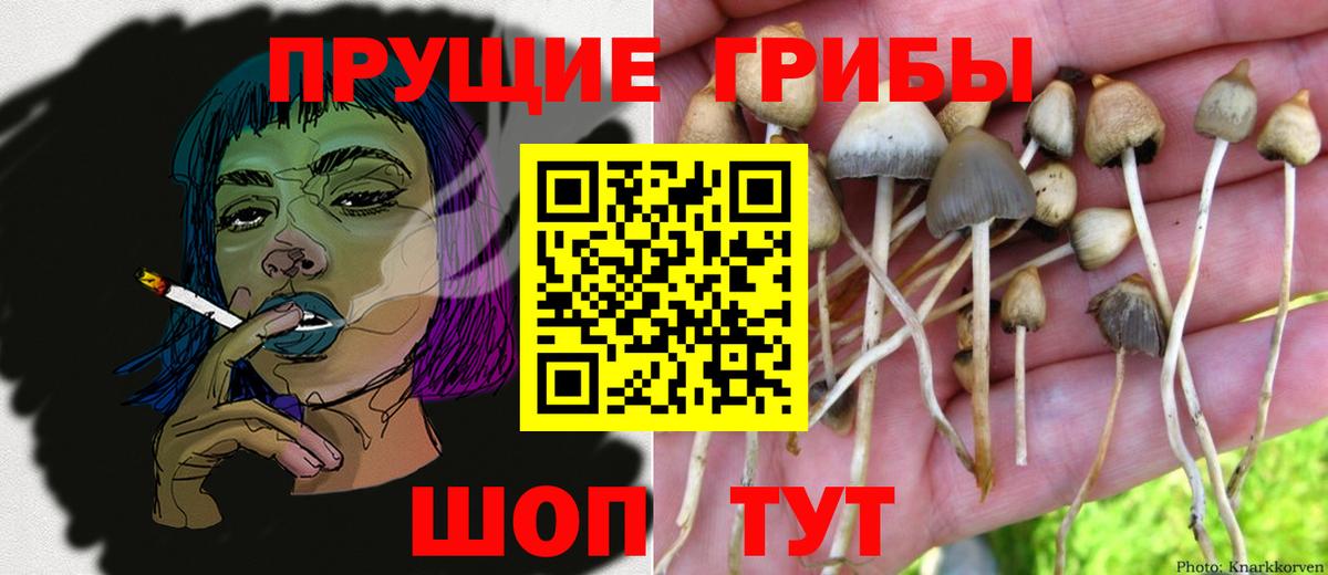 Галлюциногенные грибы Psilocybe Уссурийск